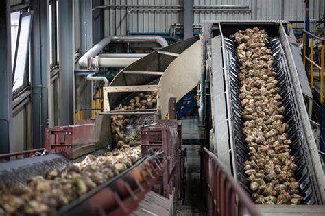 Schneidemaschine zerkleinert Zuckerrüben zu Schnitzeln