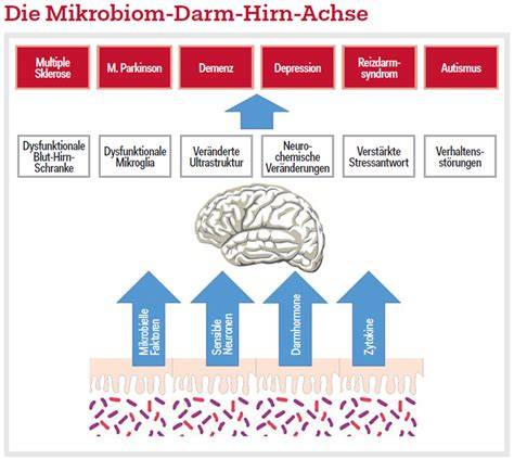 Schnittbild: Darm, Mikrobiom und Signalwege zum Gehirn