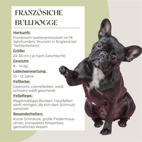 Schoko Französische Bulldogge - Besonderheiten und Pflegehinweise