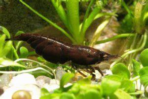 Schoko Sakura Garnelen im bepflanzten Aquarium