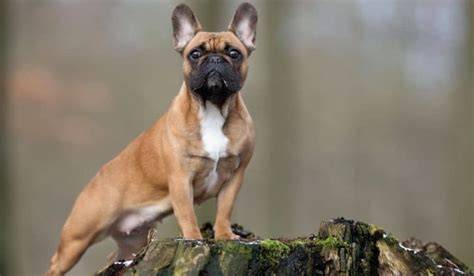 Schoko französische Bulldogge im Porträt