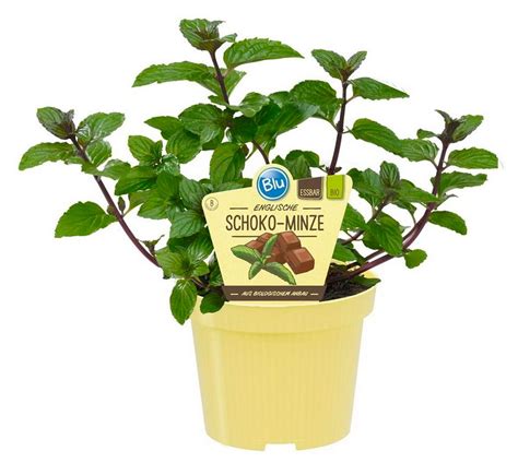 Schoko-Minze Blätter und Trieb