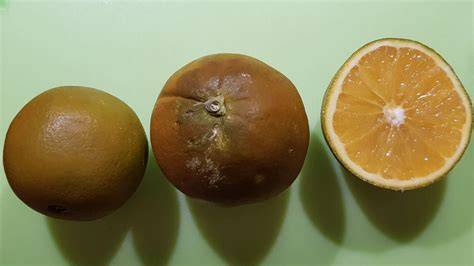 Schoko-Orange mit brauner Schale aufgeschnitten