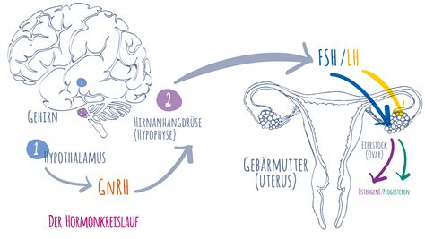 Schokolade, Frauen und Hormonhaushalt (grafische Darstellung)