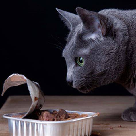 Schokoladenähnliche Katzenleckerlis: Sicher und beliebt