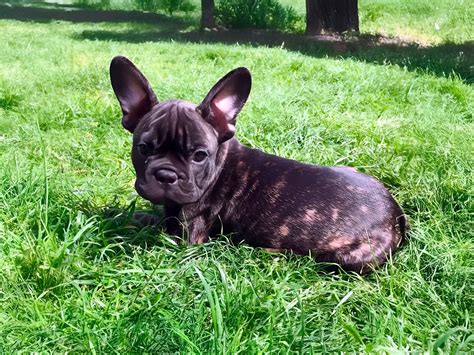 Schokoladenarten und Risiko für die Französische Bulldogge