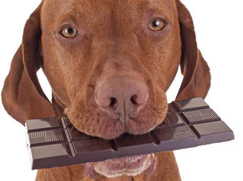 Schokoladenvergiftung beim Hund: Symptome und Ablauf
