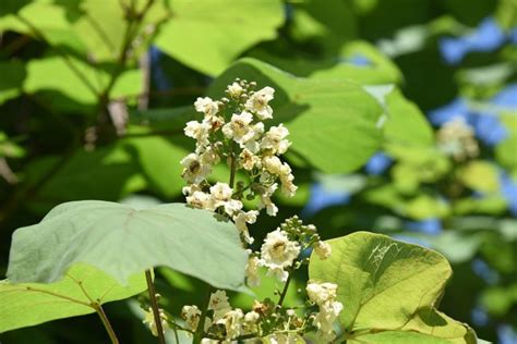 Schokominze-Pflanze im Garten mit charakteristischen Blättern und Blüten