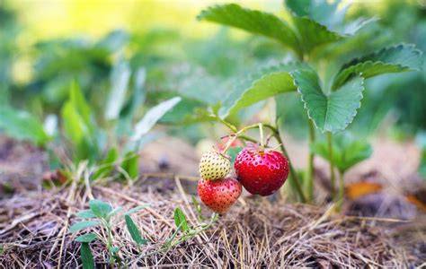 Schritt-für-Schritt: Erdbeeren an der Tortenrandfolie befestigt
