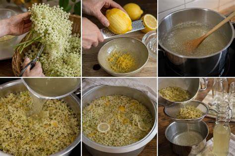 Schritt-für-Schritt Darstellungen vom Holunderblüten sammeln bis zum fertigen Gelee