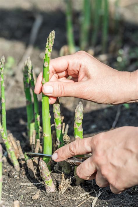 Schrittfolge: Grünen Spargel putzen, Spitzen abtrennen, Stangen schneiden; weißer Spargel geschält in Wasser