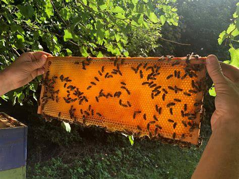 Schrittweise Honigernte am Bienenstock