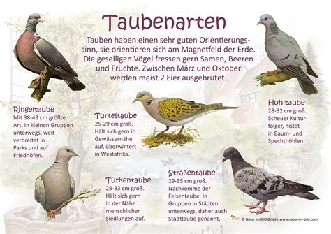 Schutzmaßnahmen und Rückgang bedrohte Taubenarten
