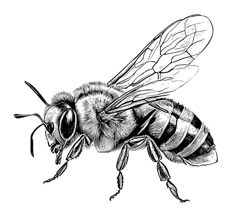 Schwarz-weiß Illustrationen mit Bienen auf jeder Seite; Spruch-Zitate im Anhang