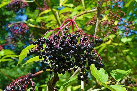 Schwarze Holunderbeeren an buschigem Strauch