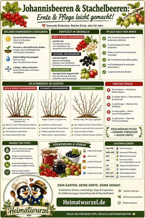 Schwarze Johannisbeeren und Marmeladen-Kombinationen als Infografik