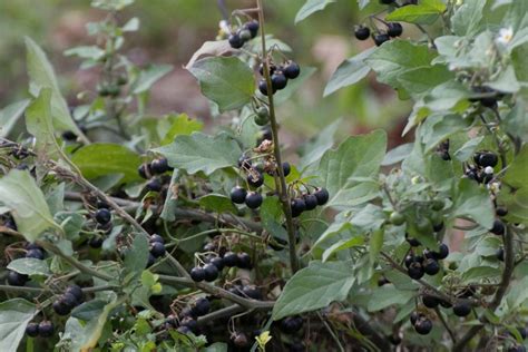 Schwarzer Nachtschatten Pflanze mit reifen und unreifen Beeren