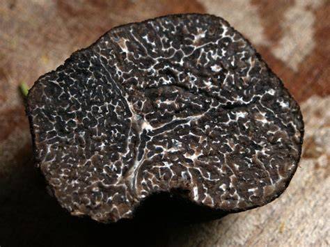Schwarzer Trüffel (Tuber Melanosporum) als Aromaquelle