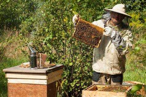 Schwarzwald-Imkerei: Bienenstock und Imker