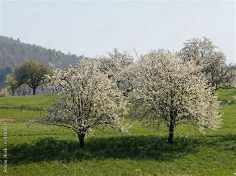 Schwarzwald-Landschaft und Kirschbäume