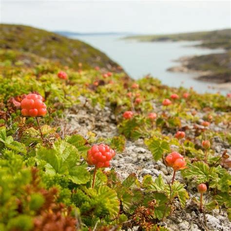 Schwedische Beeren und Gewürze