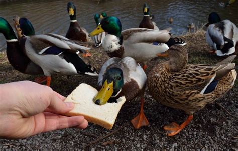 See mit Enten und weggeworfenem Brot