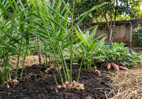 Selbst gezogener Ingwer im Blumenkasten