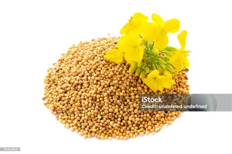 Senfpflanze mit gelben Blüten und reifen Schoten