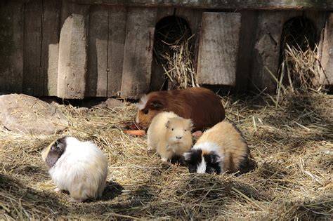 Sicherer Freilauf für Meerschweinchen im Haus und Garten