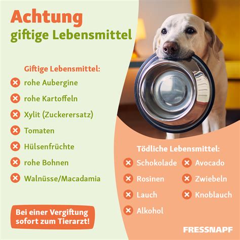Sicherheitshinweis: Schokolade und Haustiere