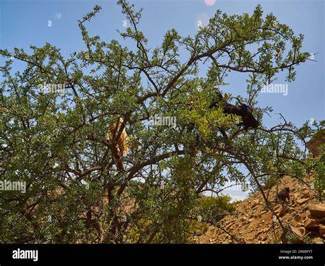 Sidr-Baum in einer trockenen Landschaft Marokkos
