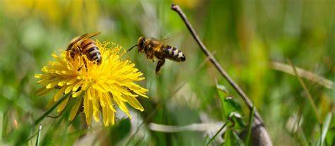 Silphie-Feldrand mit Bienenflug