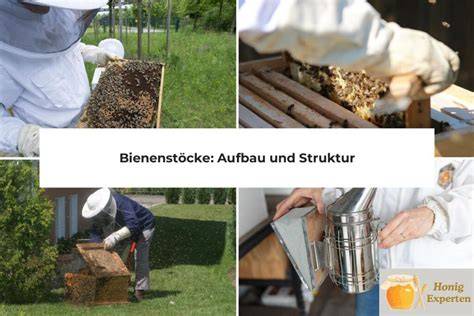 Skizze des Honigherstellungsprozesses im Bienenstock