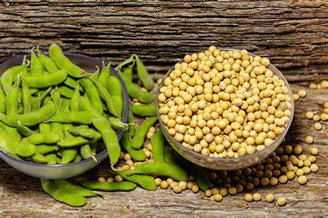 Sojabohnen und Lecithin-Verarbeitung