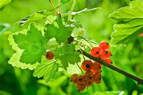 Sommer und Johannisbeeren - Stimmung im Garten