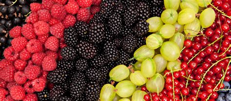 Sommerliche Beerenvielfalt und Dessertkomponenten im Überblick