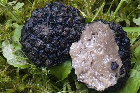 Sommertrüffel (Tuber aestivum vitt)