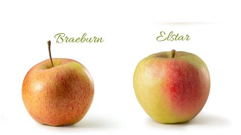 Sorten: Boskop, Elstar, Braeburn