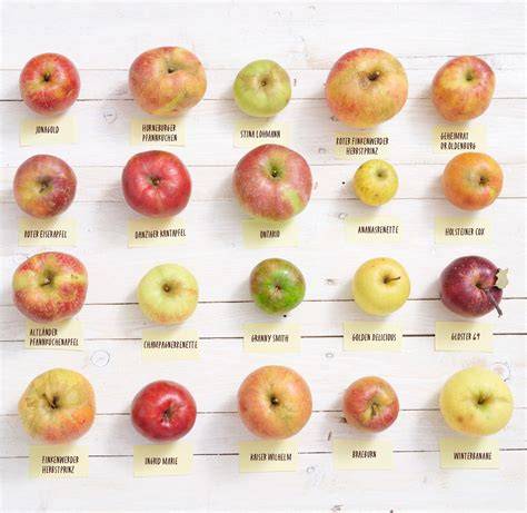 Sorten-Infografik: Die besten Apfelsorten für Kuchen (Jonagold, Boskop, Elstar, Idared, Cox-Orange)