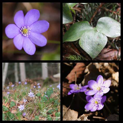 Sortenvielfalt: Blüten-, Wald- und Sortenhonige