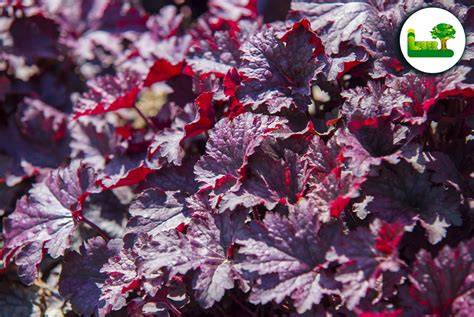 Sortenvielfalt der Heuchera