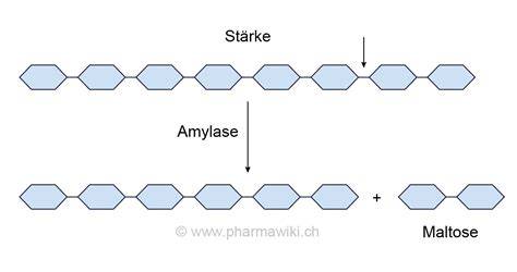 Spaltung von Stärke zu Glukose durch Amylase