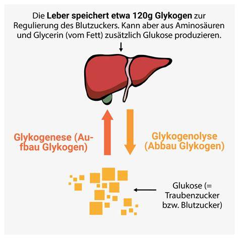 Speicherung von Glykogen und Abbau zu Energie