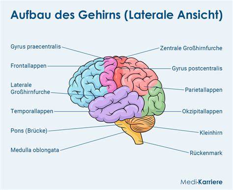 Spekulatiusboden und Punschkern: Aufbau des Kuchens