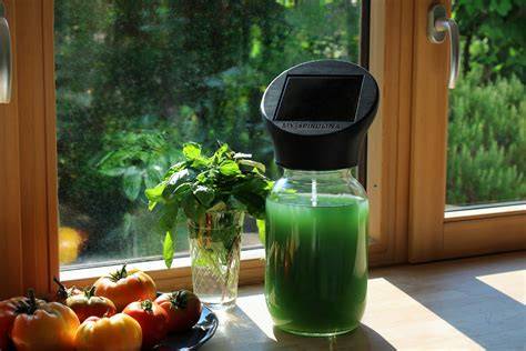 Spirulina im Glas auf Fensterbank