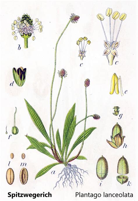 Spitzwegerich Blütenstand, botanische Zeichnung