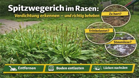 Spitzwegerich im Kräutergarten, Pflanzenpflege