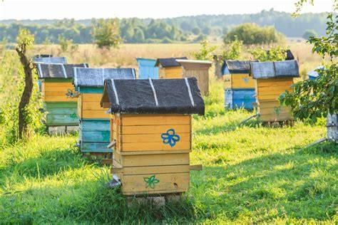 Städtische Bienenstandorte und Blütenvielfalt