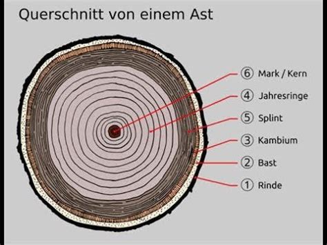 Stängel eines Ceylon-Zimtbaums und Querschnitt einer Zimtstange