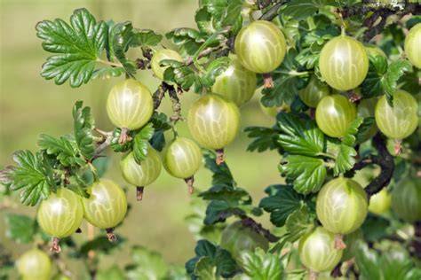 Stachelbeeren: Ernte, Auswahl, Haltbarmachung (Infografik)